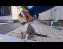 【尊すぎ】猫島の路地裏で猫に手を出したら頭突きで甘えてきたｗ