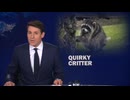 ホモと見るアライグマのジモシー