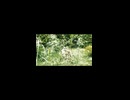 [無限∞バイナリィ〰︎ ˆ- ̫-ˆ  ]  これは祈りの音楽