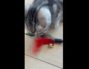 おもちゃが気になる子猫と毛づくろいしてあげる猫さん