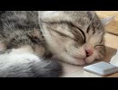 気持ち良さそうに寝ている子猫