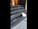 入ろうと思った店が高級過ぎて躊躇する猫