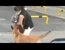 ホモと見る野良犬のオモチャにされてしまう飼い犬