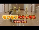 モモヒキ隊の密着24時！廊下ダッシュと椅子争奪戦が修羅場すぎる件www