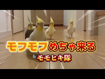 モモヒキ隊の密着24時！廊下ダッシュと椅子争奪戦が修羅場すぎる件www