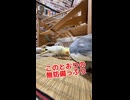 罠を完全無視！餌にダイブするオカメインコが図太すぎるwww