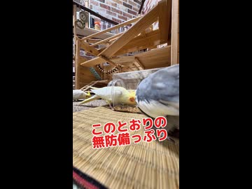 罠を完全無視！餌にダイブするオカメインコが図太すぎるwww