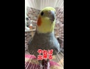 芋に釣られた結果がこれだよ！オカメインコの悲劇www