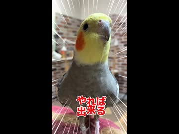 芋に釣られた結果がこれだよ！オカメインコの悲劇www
