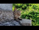 塀の上の猫を撫でたらゴロゴロが止まらない…可愛さ限界突破ｗ
