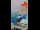 水浴びジュウシマツと餌を食べるキンカチョウ2026 7 22