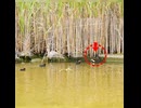 壁を登れなかったバンのヒナが回り道で合流