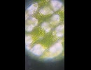 オオカナダモ　原形質流動