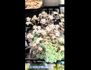 【多肉植物】憧れのセダムのダシフィルムリファレンス（パープルヘイズ）の様子