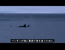 しゃちしゃちの夫婦　父親は他界しても母親は再婚せず夫を愛しつつ家族を養う