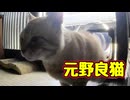 急いで帰って来る【元野良猫】