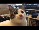 とり坊