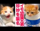 エビしっぽ幼猫、珍妙を襲名する