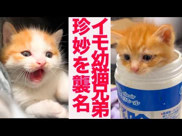 エビしっぽ幼猫、珍妙を襲名する