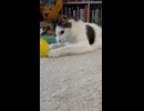 コロコロ