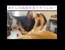 子猫兄妹のころりん落下芸