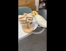 木のおもちゃで遊ぶピーすけちゃん□