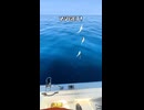 【船釣り】魚探が真っ赤！？自作サビキで泳がせ用の餌調達してみた