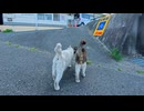 仲良し猫がぴったり寄り添ってお散歩！尊すぎる癒やしの瞬間