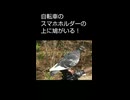 自転車につけたスマホホルダーの上に鳩が止まっている光景