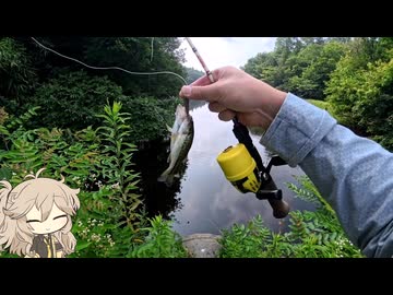 人生初のブラックバスダブルヒット（小さい）【VOICEROIDフィッシング】春日部つむぎ