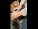 ただ猫を順番に撫でるだけ 猫のいる暮らし 保護猫 cat catshorts
