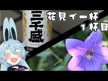 花見で一杯 ！！ 三千盛 （純米大吟醸 業物）