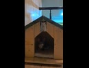 仲良し猫がぴったり寄り添ってお散歩！尊すぎる癒やしの瞬間