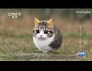 ホモと見るついに目撃されたドリトス猫