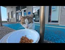 【癒やし】港のおしゃべり猫、夕方になると毎日ご飯会場へ現れるｗ