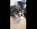 おもちゃにじゃれる子猫