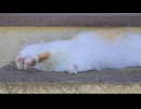 しまのえきの裏側でくつろいでいる茶々丸