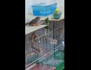 ウトウトする2羽　インコとキンカチョウ2026 7 23