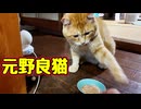 忘れた頃に 猫パンチ…【元野良猫】