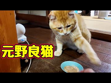 忘れた頃に 猫パンチ…【元野良猫】