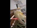 【密着】オカメインコ、カーテンレールで謎の修行を始めるｗ□‍♂️□
