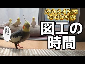 【衝撃】ガチDIYの結果、インコ達が選んだ行動が斜め上すぎたｗ□️□