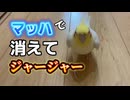 【密着】マッハで消えるオカメインコを追跡したら奇跡起きたｗ□
