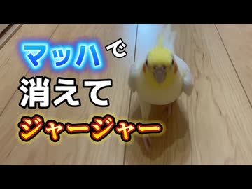 【密着】マッハで消えるオカメインコを追跡したら奇跡起きたｗ□