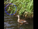 ナマズが母カモに噛みつかれた