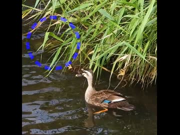 ナマズが母カモに噛みつかれた
