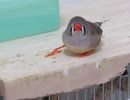 口に葉がついてるキンカチョウ じゃれ合いたいインコ2026 7 23