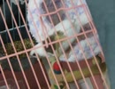 卵を温めるジュウシマツ 鳥籠の端にインコ2027 7 23