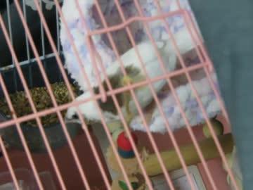 卵を温めるジュウシマツ 鳥籠の端にインコ2027 7 23