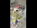 「太ってないわよ！」体重を気にするフクロモモンガが激怒した結果… #おつモモンガ  #shorts